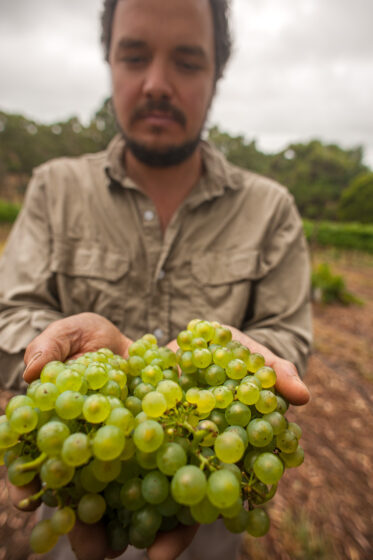 Australian/Argentinian winemaker and viticulturist, Martin Moran, picks Chardonnay grapes at the vineyard of his company Mordrelle Wines in Lenswood the Adelaide Hills of South Australia