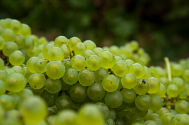 Australian/Argentinian winemaker and viticulturist, Martin Moran, picks Chardonnay grapes at the vineyard of his company Mordrelle Wines in Lenswood the Adelaide Hills of South Australia