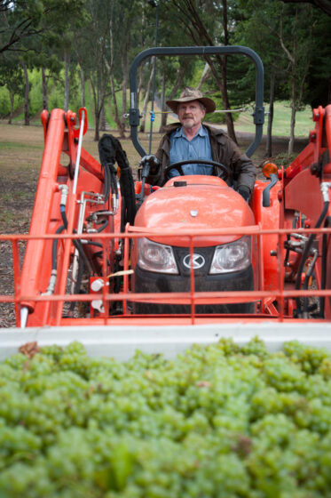 Australian/Argentinian winemaker and viticulturist, Martin Moran, picks Chardonnay grapes at the vineyard of his company Mordrelle Wines in Lenswood the Adelaide Hills of South Australia