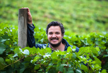Australian/Argentinian winemaker and viticulturist, Martin Moran, picks Chardonnay grapes at the vineyard of his company Mordrelle Wines in Lenswood the Adelaide Hills of South Australia