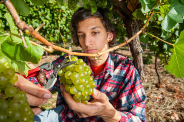Vineyard worker picks Chardonnay grapes using secateurs at vineyard in Lenswood in the Adelaide Hills of South Australia