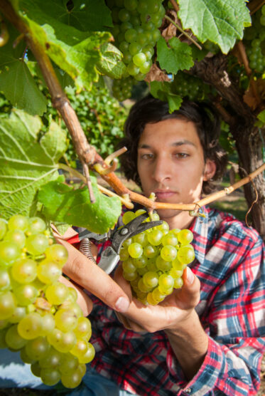 Vineyard worker picks Chardonnay grapes using secateurs at vineyard in Lenswood in the Adelaide Hills of South Australia