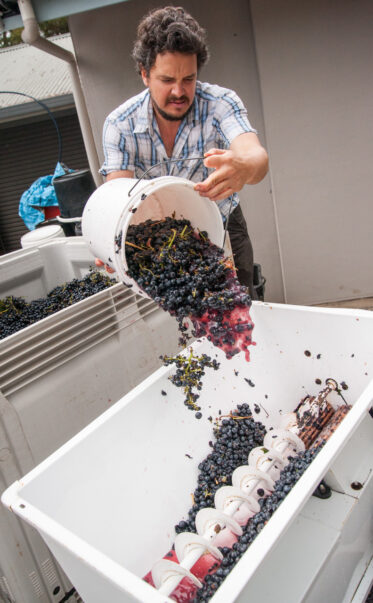 Australian/Argentinian winemaker adding Tempranillo grapes to a crusher/destemerr at a small wine processing facility near Hahndorf in the Adelaide Hills of South Australia