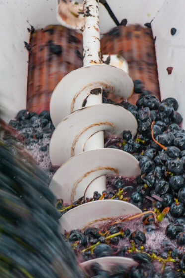 Australian/Argentinian winemaker and viticulturist, Martin Moran, picks Chardonnay grapes at the vineyard of his company Mordrelle Wines in Lenswood the Adelaide Hills of South Australia
