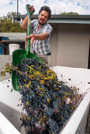 Australian/Argentinian winemaker and viticulturist, Martin Moran, picks Chardonnay grapes at the vineyard of his company Mordrelle Wines in Lenswood the Adelaide Hills of South Australia