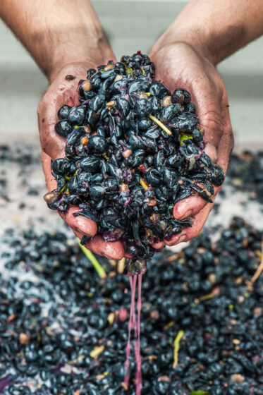 Australian winemaker holding Tempranillo grapes being fermented on skins in bins of small winemaking facilities in Lenswood the Adelaide Hills of South Australia.
