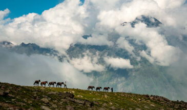 Arsha Pass on the trail to Mt Kazbek. Georgian men lead a team of horses along a distant ridge with the Caucasus Mountains.