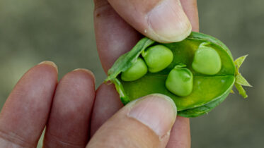 Grasspeas in pod at grasspea trials conducted by ICARDA at its Amlaha, India station. South Asia panel.
Photo: Michael Major for Crop Trust