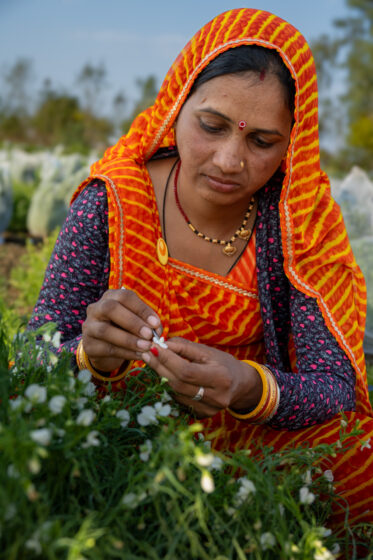 Technicians of ICARDA's grasspea team crossing in the field at the ICARDA research station in Amlaha, India. Woman in orange is Radhan.
Photo: Michael Major for Crop Trust