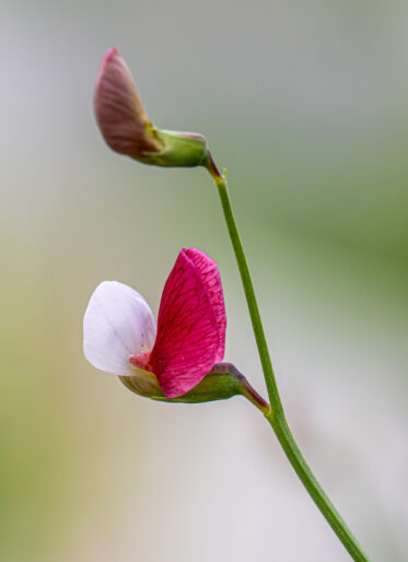Crop Trust BOLD WP2 visit to ICAR-National Bureau of Plant Genetic Resources (ICAR-NBPGR), New Delhi, India
Photo: Michael Major for Crop Trust