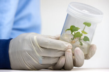 Winnie Maso, Scientist at NARI in in vitro collection at NARI Aiyura. BOLD WP4 project “Regeneration, Conservation and Safety Duplication of Papua New Guinea Sweetpotato Germplasm Collection through Botanical Seeds at the Svalbard Global Seed Vault” funded by the Global Crop Diversity Trust in Papua New Guinea. Photo: Michael Major for Crop Trust