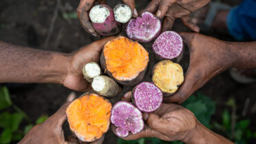 Sweetpotato regeneration plot at NARI Aiyura. BOLD WP4 project “Regeneration, Conservation and Safety Duplication of Papua New Guinea Sweetpotato Germplasm Collection through Botanical Seeds at the Svalbard Global Seed
Vault” funded by the Global Crop Diversity Trust in Papua New Guinea. Photo: Michael Major for Crop Trust