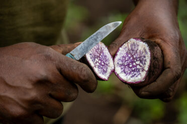 Farmer Anton Kua in the Asaro Valley at Meteiyufa village. BOLD WP4 project “Regeneration, Conservation and Safety Duplication of Papua New Guinea Sweetpotato Germplasm Collection through Botanical Seeds at the Svalbard Global Seed Vault” funded by the Global Crop Diversity Trust in Papua New Guinea. Photo: Michael Major for Crop Trust