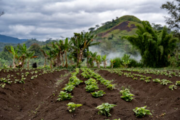 Farmer Anton Kua in the Asaro Valley at Meteiyufa village. BOLD WP4 project “Regeneration, Conservation and Safety Duplication of Papua New Guinea Sweetpotato Germplasm Collection through Botanical Seeds at the Svalbard Global Seed Vault” funded by the Global Crop Diversity Trust in Papua New Guinea. Photo: Michael Major for Crop Trust