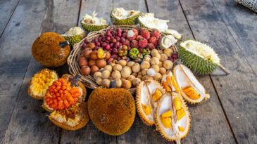 Forest fruits collected by farmers of village of Tumbang Samui in Central Kalimantan.
BOLD WP4 project “Securing the crop diversity of Dayak communities in Manuhing Raya, Central Borneo Indonesia” funded by the Global Crop Diversity Trust in Indonesia.
Photo: Michael Major for Crop Trust