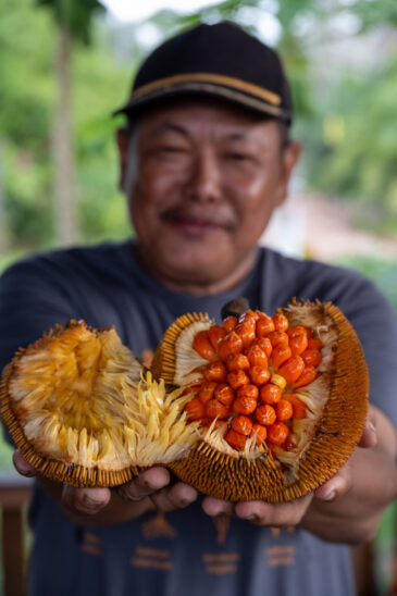 Forest fruits collected by farmers of village of Tumbang Samui in Central Kalimantan.
BOLD WP4 project “Securing the crop diversity of Dayak communities in Manuhing Raya, Central Borneo Indonesia” funded by the Global Crop Diversity Trust in Indonesia.
Photo: Michael Major for Crop Trust
