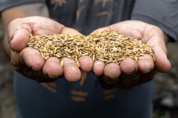 Papa Dewi displays the seeds which he will use for next season’s sowing..
BOLD WP4 project “Securing the crop diversity of Dayak communities in Manuhing Raya, Central Borneo Indonesia” funded by the Global Crop Diversity Trust in Indonesia.
Photo: Michael Major for Crop Trust