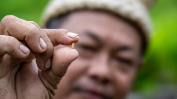 Papa Dewi displays the seeds which he will use for next season’s sowing..
BOLD WP4 project “Securing the crop diversity of Dayak communities in Manuhing Raya, Central Borneo Indonesia” funded by the Global Crop Diversity Trust in Indonesia.
Photo: Michael Major for Crop Trust