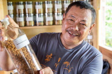Papa Dewi shows the rice seed he collected which will now be duplicated and conserved at the Svalbard Global Seed Vault..
BOLD WP4 project “Securing the crop diversity of Dayak communities in Manuhing Raya, Central Borneo Indonesia” funded by the Global Crop Diversity Trust in Indonesia.
Photo: Michael Major for Crop Trust