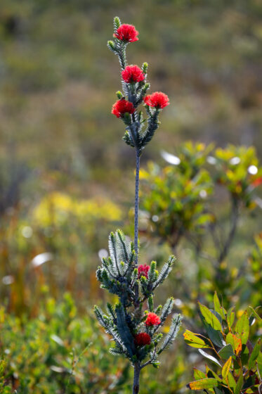 Barrens regelia “Regelia velutina”
