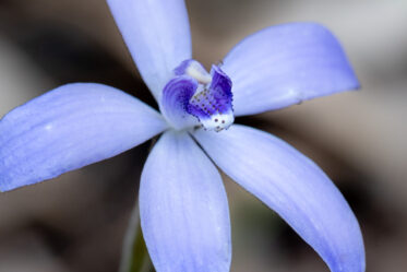 Caladenia sericea, commonly known as the silky blue orchid, is a plant in the orchid family Orchidaceae and is endemic to the south-west of Western Australia. It is a common orchid in the high rainfall areas of the state and has a single, broad, silky leaf and up to four blue-mauve flowers.