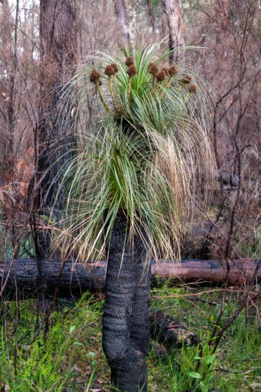 Kingia is a genus comprising the single species, Kingia australis. When not in flower, the plant resembles the grass trees (Xanthorrhoea sp), however, the two genera are not closely related. Mature plants can reach 6-8 metres in height and have thick, sometimes branched trunks made up of the old leaf bases. The flowers are greenish yellow to brown and are individually quite small but they occur in conspicuous globular clusters on stems held above the foliage. Flowering occurs in winter and early spring.