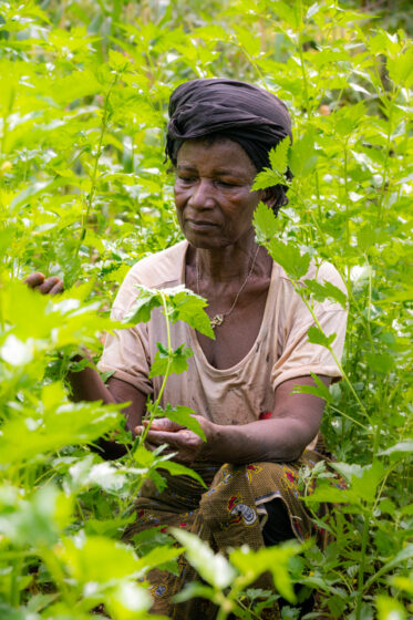 Visit by Scott Christiansen and Michael Major, consultants to Crop Trust, to document BOLDER value chain research on fonio and jute mallow in Benin. 11-17 October 2025.
Photo: Michael Major for Crop Trust