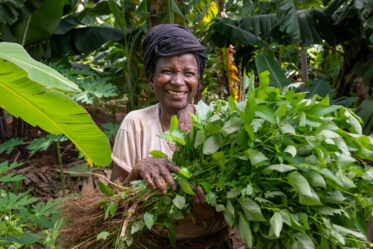 Visit by Scott Christiansen and Michael Major, consultants to Crop Trust, to document BOLDER value chain research on fonio and jute mallow in Benin. 11-17 October 2025.
Photo: Michael Major for Crop Trust