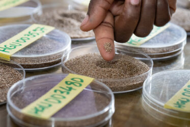 CalaviGen, the genebank of the University of Abomey-Calavi, safeguards a significant fonio collection.
Visit by Scott Christiansen and Michael Major, consultants to Crop Trust, to document BOLDER value chain research on fonio and jute mallow in Benin. 11-17 October 2025.
Photo: Michael Major for Crop Trust