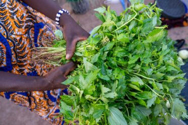 Jute mallow being sold in Central Market, Natitingou, Benin.
Visit by Scott Christiansen and Michael Major, consultants to Crop Trust, to document BOLDER value chain research on fonio and jute mallow in Benin. 11-17 October 2025.
Photo: Michael Major for Crop Trust