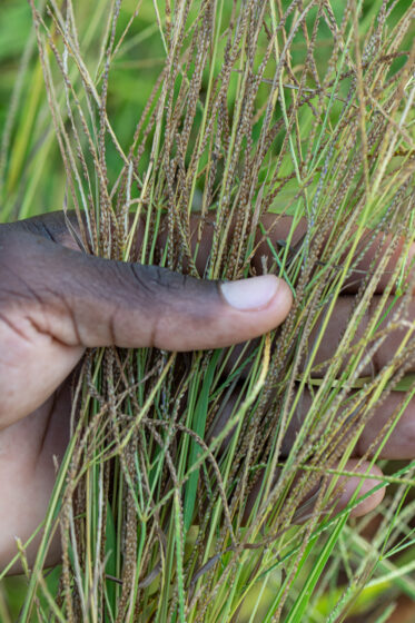 Visit by Scott Christiansen and Michael Major, consultants to Crop Trust, to document BOLDER value chain research on fonio and jute mallow in Benin. 11-17 October 2025.
Photo: Michael Major for Crop Trust