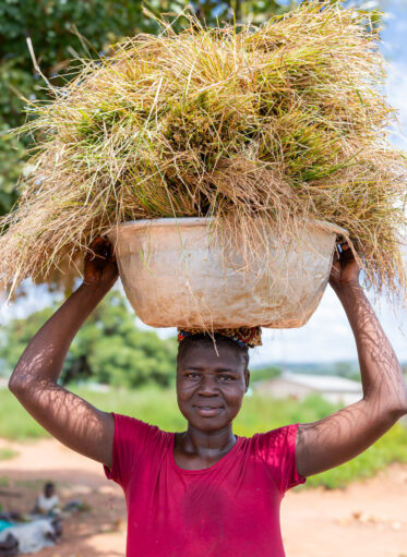 Visit by Scott Christiansen and Michael Major, consultants to Crop Trust, to document BOLDER value chain research on fonio and jute mallow in Benin. 11-17 October 2025.
Photo: Michael Major for Crop Trust