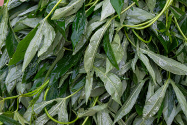Sale of sweetpotato leaves and other leafy vegetables at morning market in Singida, Tanzania.
Photo: Michael Major for Crop Trust