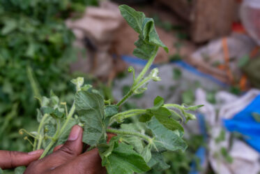 Sale of pumpkin at morning market in Singida, Tanzania.
Photo: Michael Major for Crop Trust