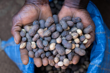 Traditional deshelling of Bambara groundnut in Unyamikumbi, Singida, Tanzania.
Photo: Michael Major for Crop Trust