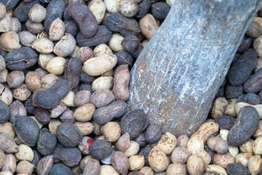 Traditional deshelling of Bambara groundnut in Unyamikumbi, Singida, Tanzania.
Photo: Michael Major for Crop Trust