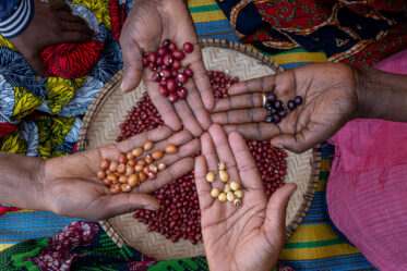 Traditional deshelling of Bambara groundnut in Unyamikumbi, Singida, Tanzania.
Photo: Michael Major for Crop Trust