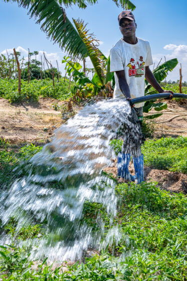 Sweetpotato leaf farming at Mumbivi, Tanzania.
Photo: Michael Major for Crop Trust