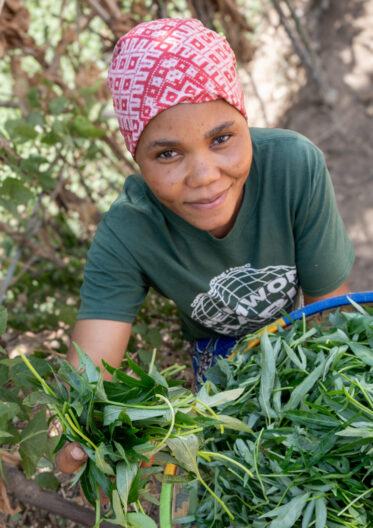 Preparation of sweetpotato leaves in Mwanganjuki, Tanzania.
Photo: Michael Major for Crop Trust