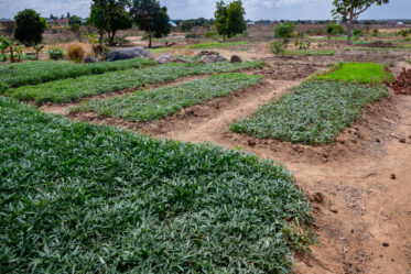 Preparation of sweetpotato leaves in Mwanganjuki, Tanzania.
Photo: Michael Major for Crop Trust