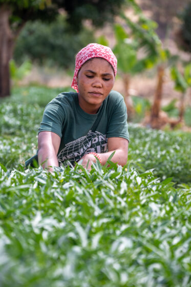 Preparation of sweetpotato leaves in Mwanganjuki, Tanzania.
Photo: Michael Major for Crop Trust