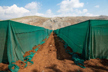 Cross-pollinated crops like faba bean and grasspeas ("Lathyrus" spp.) are regenerated in isolation cages. Photo: Michael Major/Crop Trust