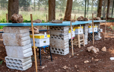 Isolation cages at ICARDA Terbol for cross-pollinating but self incompatible species which require pollinators. Photo: Michael Major/Crop Trust