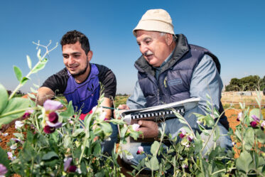 Fawzi Sweid (right) sharing his experience in characterization learned over 30 years at ICARDA with Bachir Al-Awar (left) at the seed regeneration plots at American University of Beirut’s AREC station near ICARDA’s Terbol station in Lebanon's Beqaa Valley. Photo: Michael Major/Crop Trust