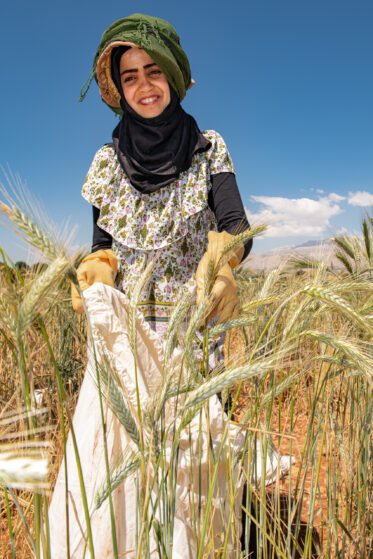 Hand harvesting in the seed regeneration plots at the American University of Beirut’s AREC station near ICARDA’s Terbol station in Lebanon’s Beqaa Valley. Photo: Michael Major/Crop Trust