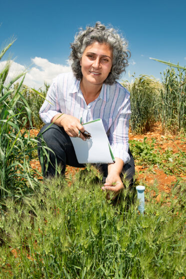 Dr. Mariana Yazbek, Genebank Manager, Lebanon in the seed regeneration plots at the American University of Beirut's AREC station near ICARDA’s Terbol station in Lebanon’s Beqaa Valley. Photo: Michael Major/Crop Trust