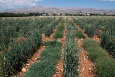 Wheat. Seed regeneration plots at American University of Beirut's AREC station near ICARDA's Terbol station in Lebanon's Beqaa Valley. Photo: Michael Major/Crop Trust