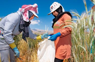 Collecting wild wheat seed from regeneration plots at the American University of Beirut's AREC station near ICARDA's Terbol station in Lebanon’s Beqaa Valley. Photo: Michael Major/Crop Trust