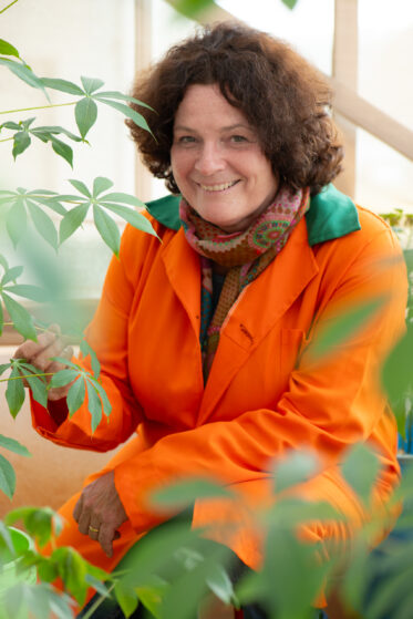 IITA’s Morag Ferguson and her team are eliminating viruses from cassava germplasm so that it can safely be transported from Kenya to IITA’s main genebank in Nigeria. Morag’s team is working with KEPHIS, Kenya Plant Health Inspectorate Service, to develop protocols that will lead to ensuring cassava germplasm is free of diseases and can be stored in genebanks so that we can safeguard cassava diversity forever. Photo: Michael Major/Crop Trust