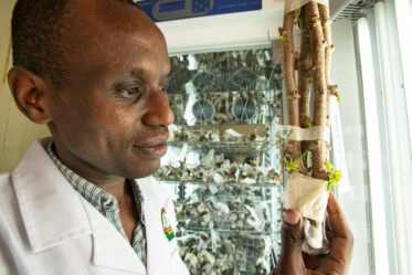 Abraham Choti, a lab technician at the Kenya Plant Health Inspectorate Service, examines a cassava sprout which has been stored in a growth chamber with elevated temperatures which help remove viruses from the shoot apical meristem. Photo: Michael Major/Crop Trust